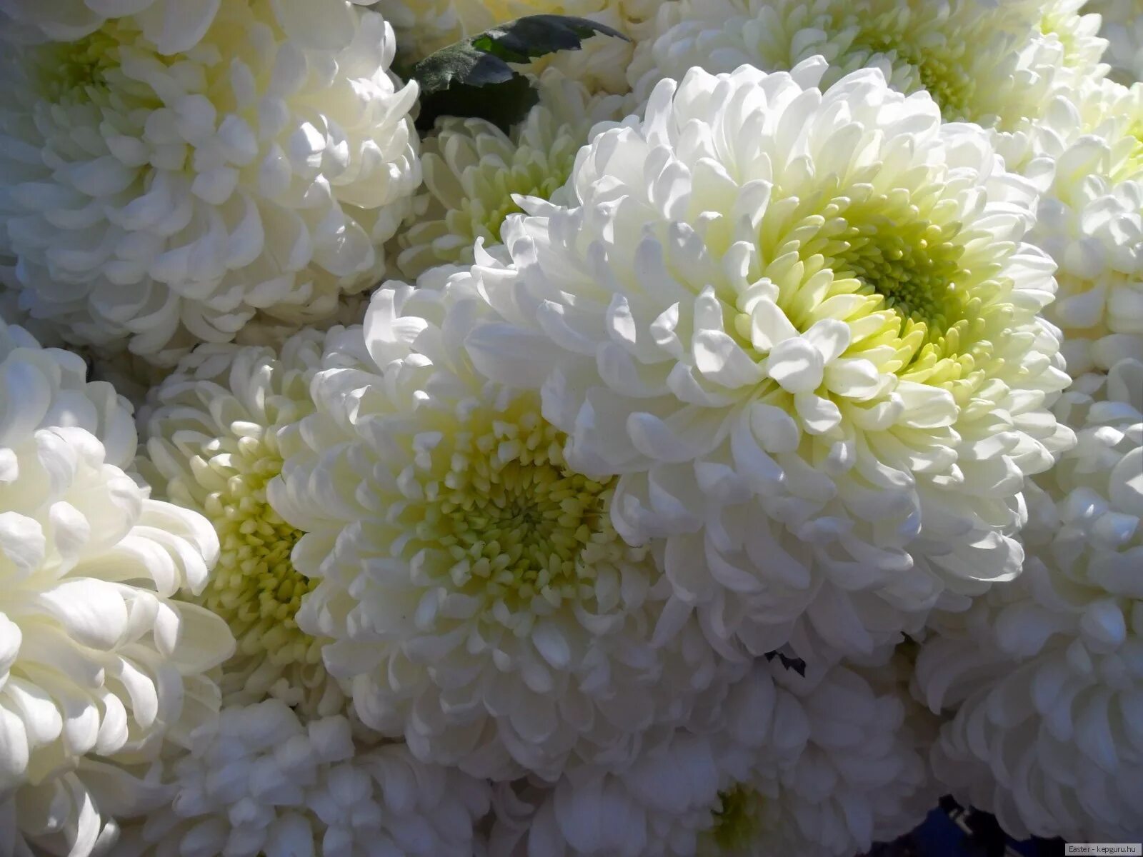 Flowers White Chrysanthemums free image download