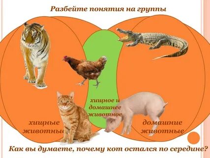 Хищная группа животных