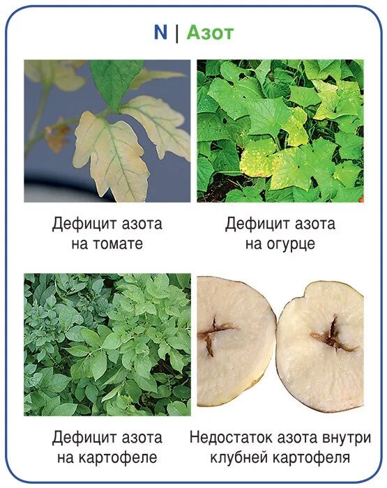 Симптомы недостаток азота листья у растений. Недостаток элементов питания у томатов. Недостаток азота на листьях. Дефицит Минеральных веществ у растений.