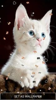 Живая кошка
