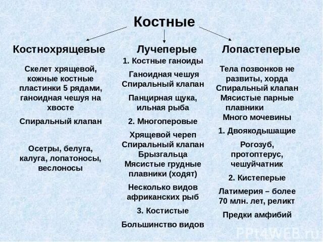 Чем отличаются классы рыб. Представители хрящевых и костных рыб таблица. Систематика класса костные рыбы. "Отряды костных рыб классификация. Систематика костных рыб кратко.