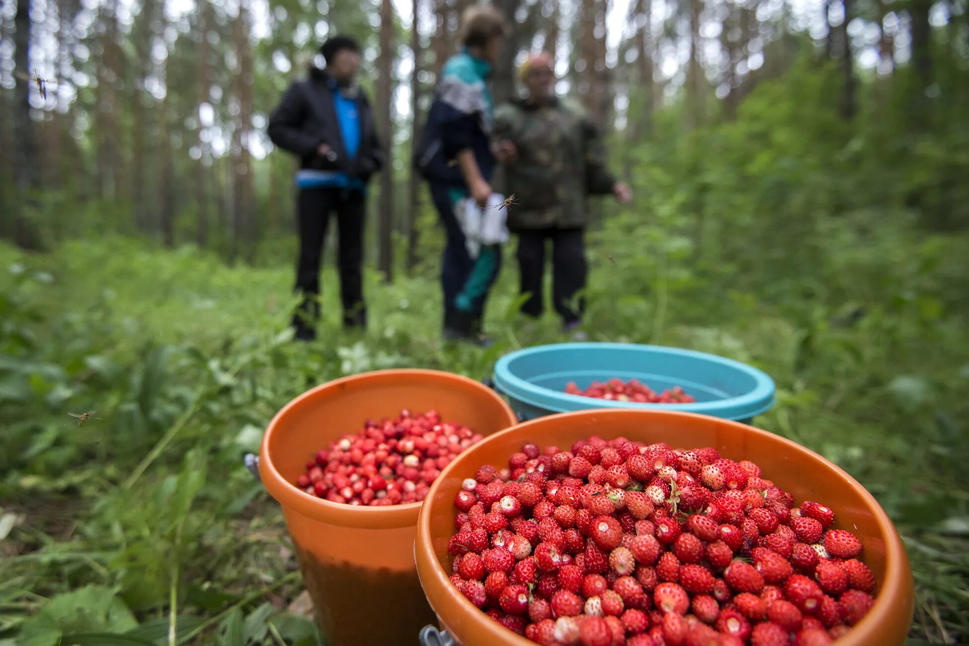 Сбор земляники в лесу. Земляника лесная. Сбор ягод. Собирать ягоды. Сбор лесной земляники.