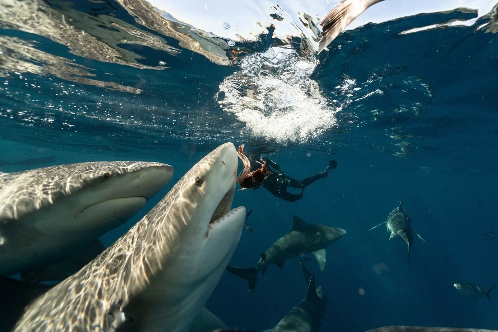 Красное море акулы. Акула египет хургада 2023. Акула хургада 2023. Акула хургада 2023. Гигантская белая акула.