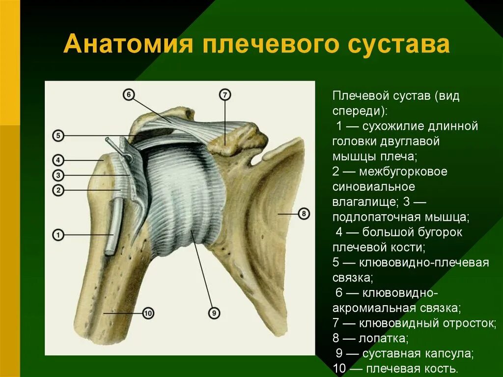 Плечевые связки. Межбугорковое синовиальное влагалище. Суставная капсула плечевого сустава анатомия. Строение плечевого сустава вид сзади. Плечевой сустав анатомия вид спереди.