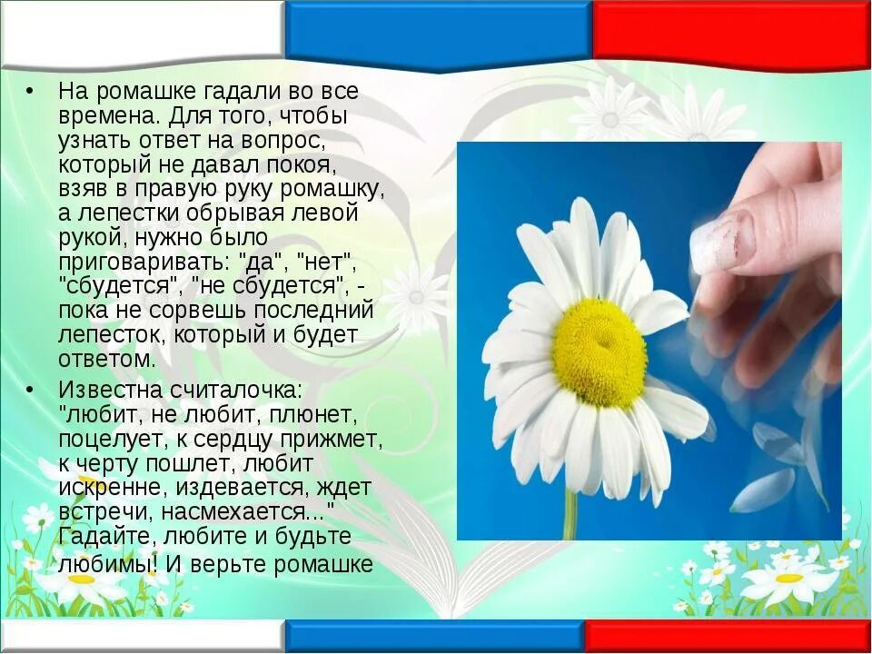 День гадания на ромашках. День гадания на ромашках 29 мая. Ромашка любит не любит. Открытки день гадания на ромашках.