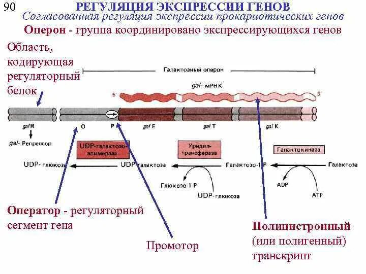 Экспрессия генов примеры. Экспрессия генов примеры