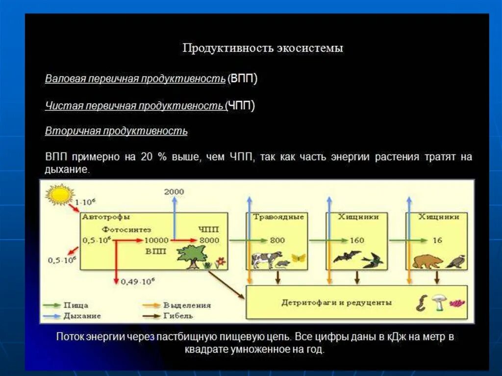 Валовая энергия. Первичная продуктивность экосистемы. Чистая первичная продуктивность экосистемы это. Валовая первичная продукция экосистемы. Вторичная продуктивность экосистемы.