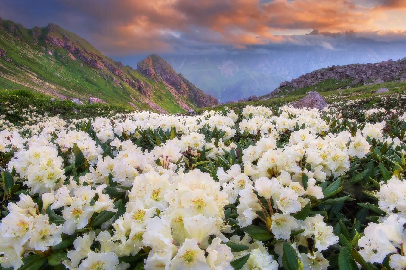 Рододендрон в Северной Осетии. Альпийские Луга Северной Осетии. Рододендрон Тибет. Рододендрон белый горный. Сады осетии