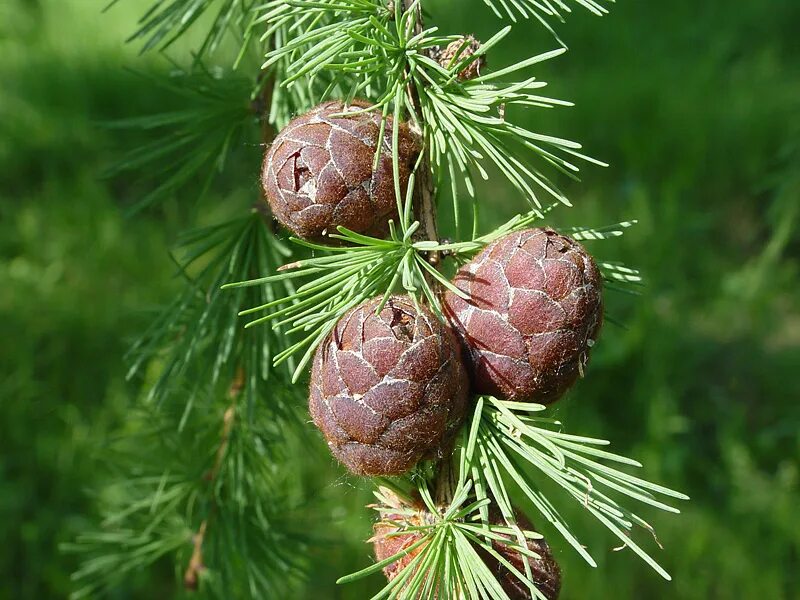 Плоды хвойных растений. Лиственница Сибирская Larix sibirica. Лиственница Сибирская (Larix sibirica Ledeb.). Лиственница Сибирская (Larix sibirica) ‘Романюк’. Лиственница Сибирская Алтай.