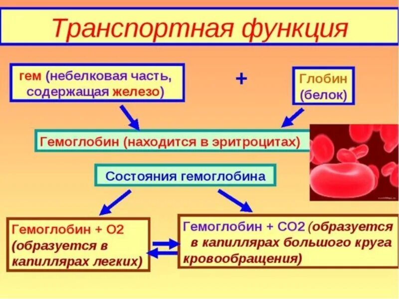 Системы выполняющие транспортную функцию