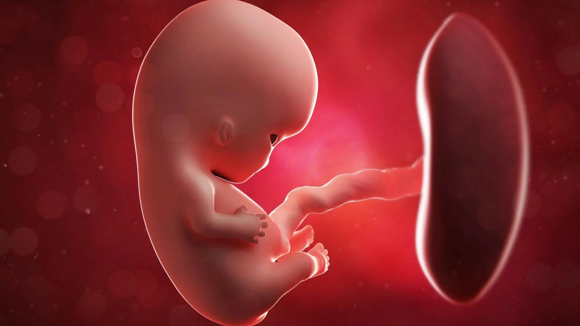 бластоциста 5аа. отстающий эмбрион. почему эмбрион волосатый. эмбрион бластоциста. эко эмбрионы отстают в развитии.