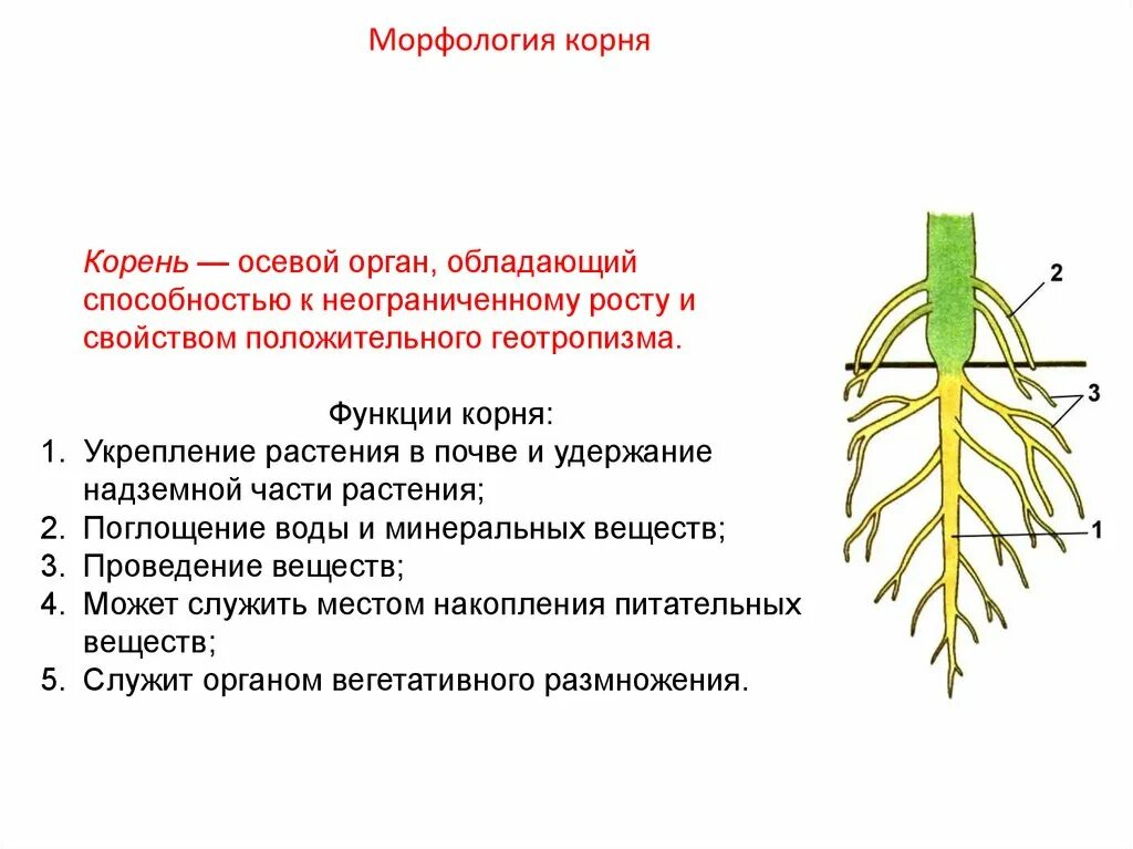 Функция корня стебля. Корень вегетативный орган растения. Вегетативные органы растений: корень, побег, стебель, почки, лист.. Схема развития корня. Строение вегетативного корня.