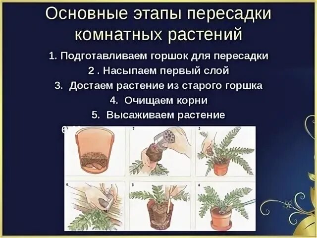 Почему пересадка