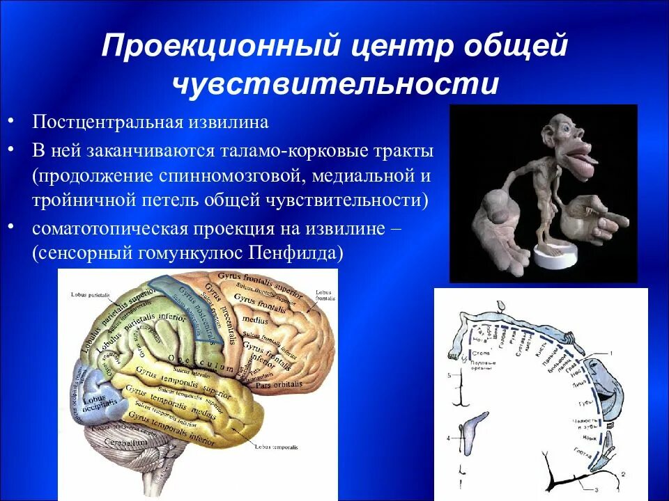 Основный центр. Постцентральная извилина Пенфилд. Центр общей чувствительности. Корковый центр общей чувствительности. Проекционный центр общей чувствительности.