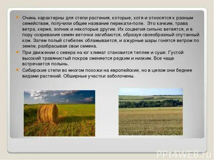 Какая растительность характерна для степей