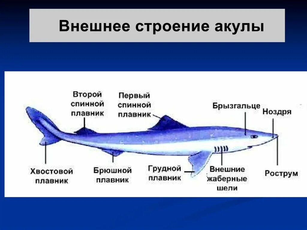 Класс рыбы плавники. Акула Катран внешнее строение. Питание хрящевых рыб. Хрящевые рыбы скелет плавников. Парные плавники у хрящевых рыб.