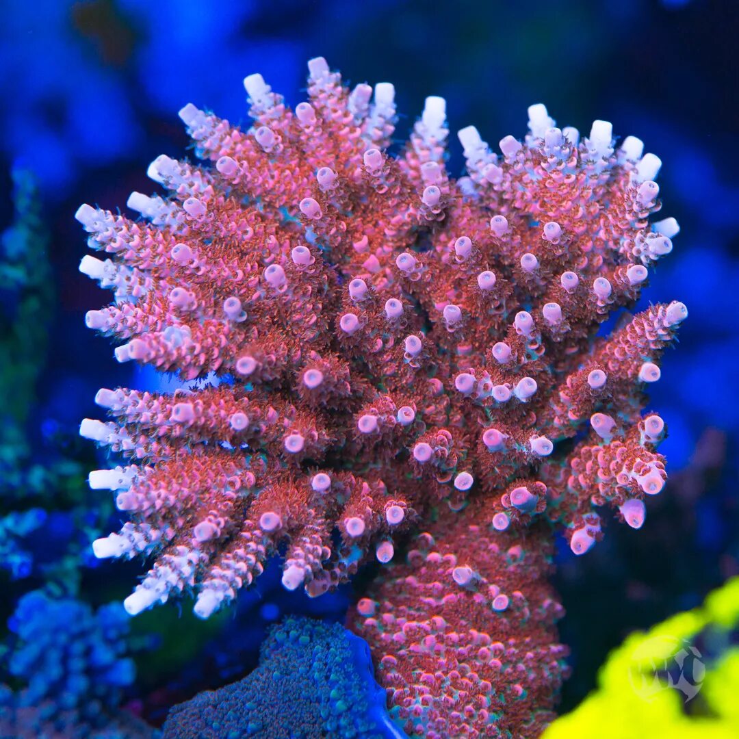 Большой барьерный риф. Коралловый полип симметрия. Шестилучевые коралловые полипы. Коралловый полип симметрия. Симметрия коралловых полипов.