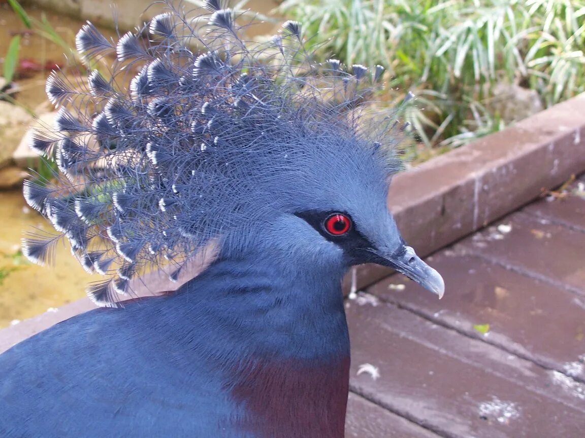 веероносный венценосный голубь. сойка хохлатая. голубохохлый венценосный голубь. сойка хохлатая. сойка хохлатая.
