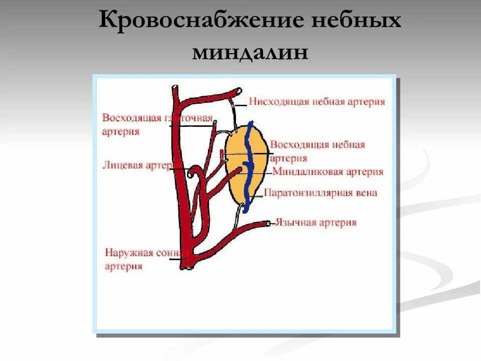 9 пара языкоглоточный нерв. Кровоснабжение небной миндалины. Нижняя щитовидная артерия. Язычный нерв анатомия. Кровоснабжение небной миндалины.