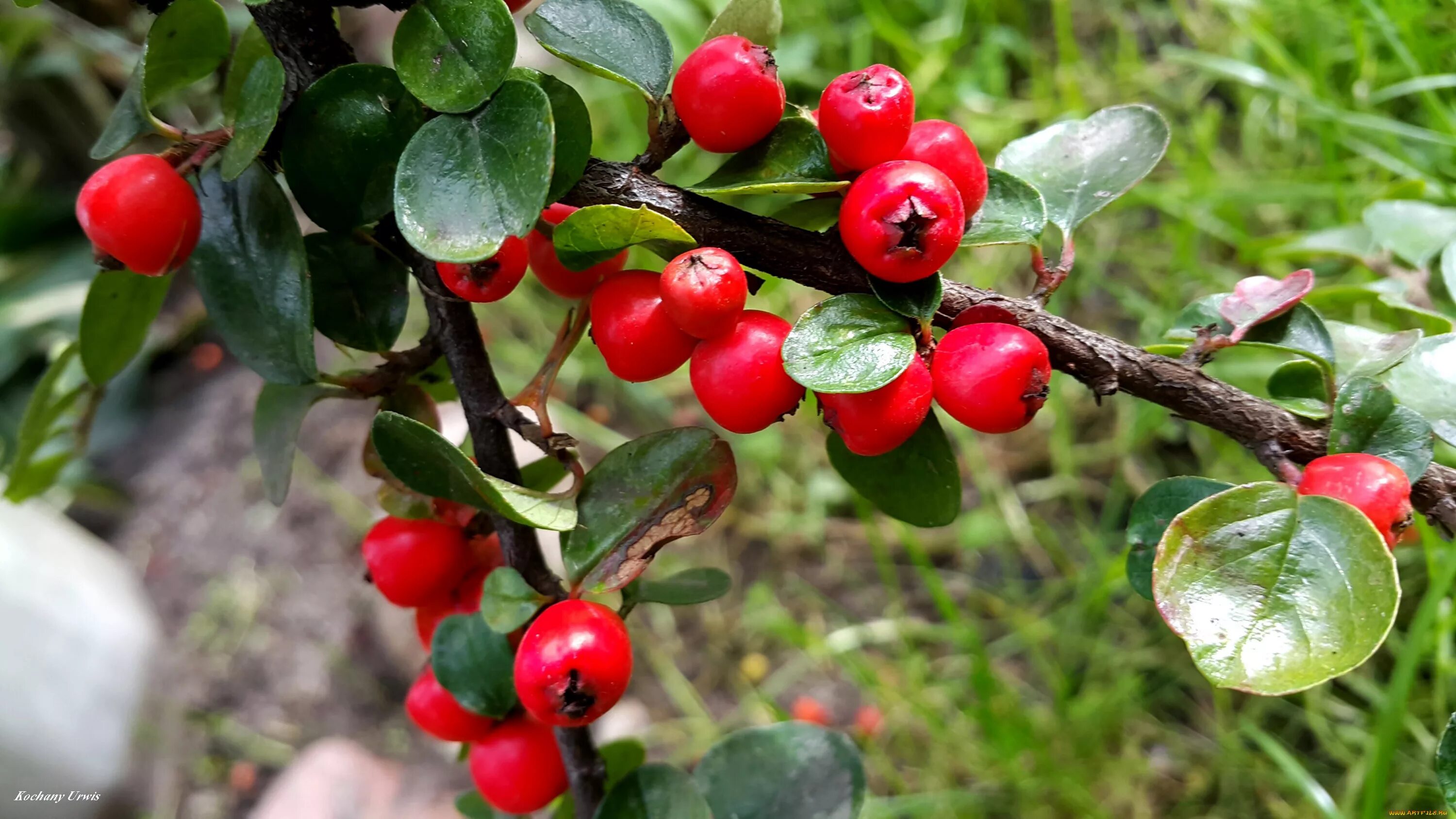 Красника клоповка. Курильская Красника. Клоповка Сахалинская ягода. Vaccinium Praestans.