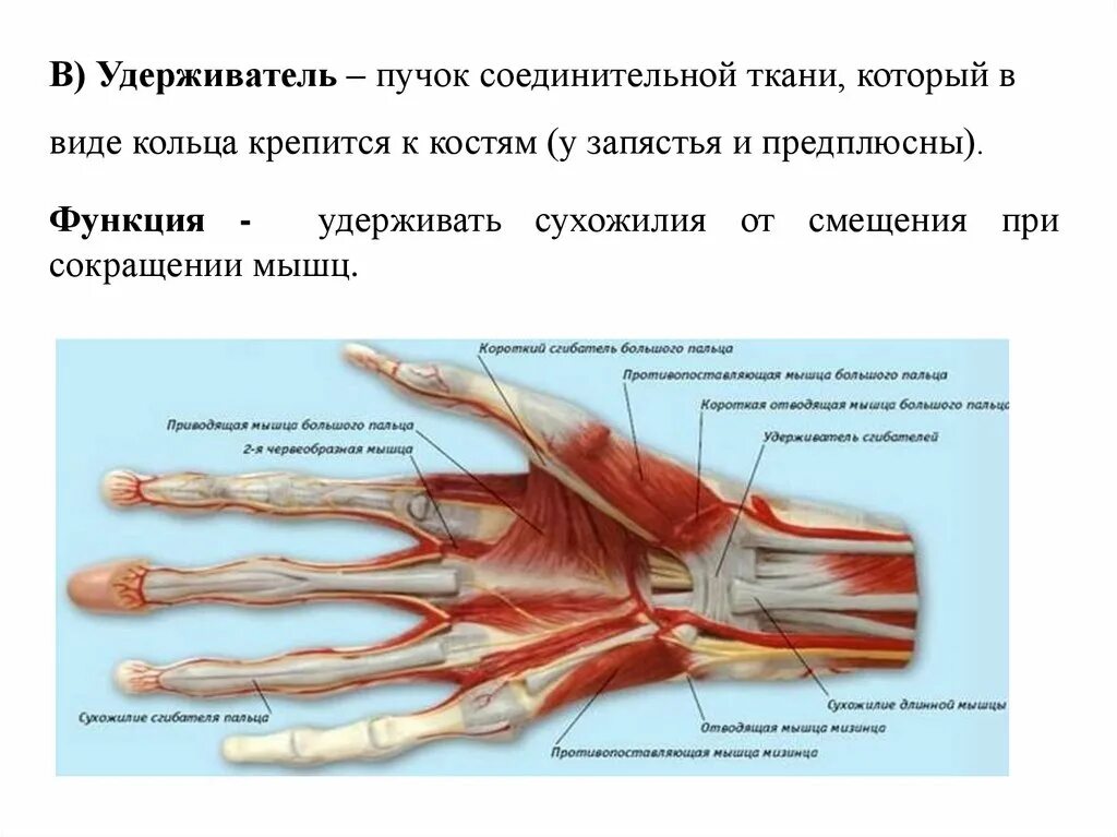 Из какой ткани состоят сухожилия