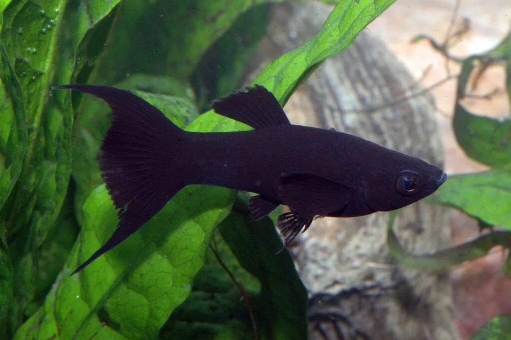 Бывает черная рыба. Аквариумная рыбка Моллинезия черная. Моллинезия черная лирохвостая. Аквариумные рыбки черные моллинезии. Рыбка Моллинезия черная.