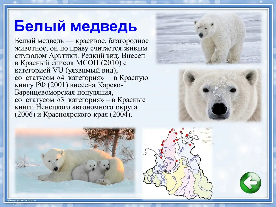 В каком полушарии встречается белый медведь. Белый медведь красная книга. белый медвежь крамная крига. белый медведькоасгая книга. животные красной книги белый медведь.