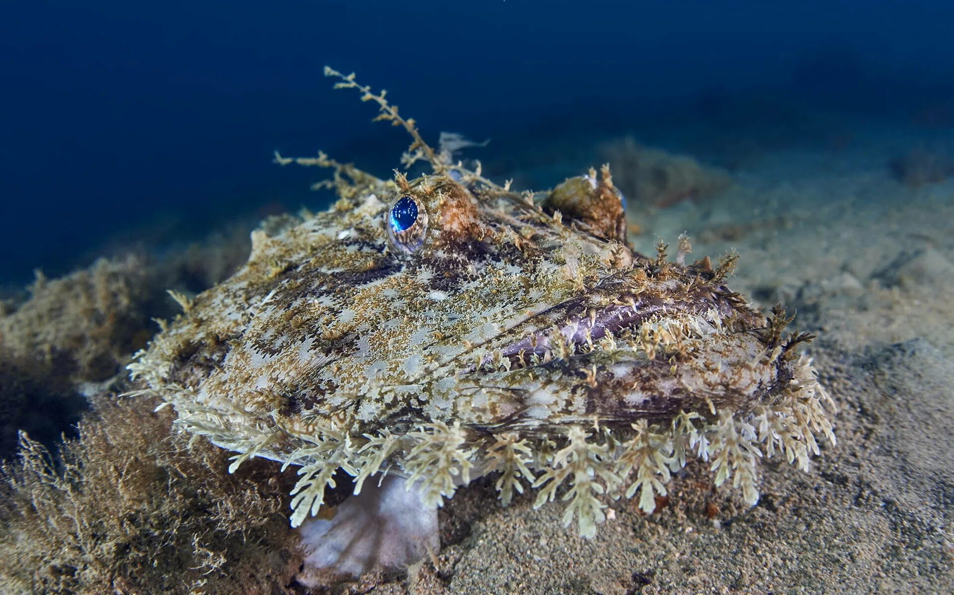 Monkfish