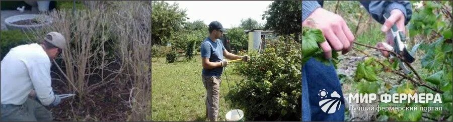 Чем можно опрыскать смородину весной. Опрыскивание смородины весной. Обработка смородины весной. Обработка смородины весной от болезней и вредителей. Защита смородины от вредителей и болезней.