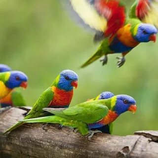 Birds australia
