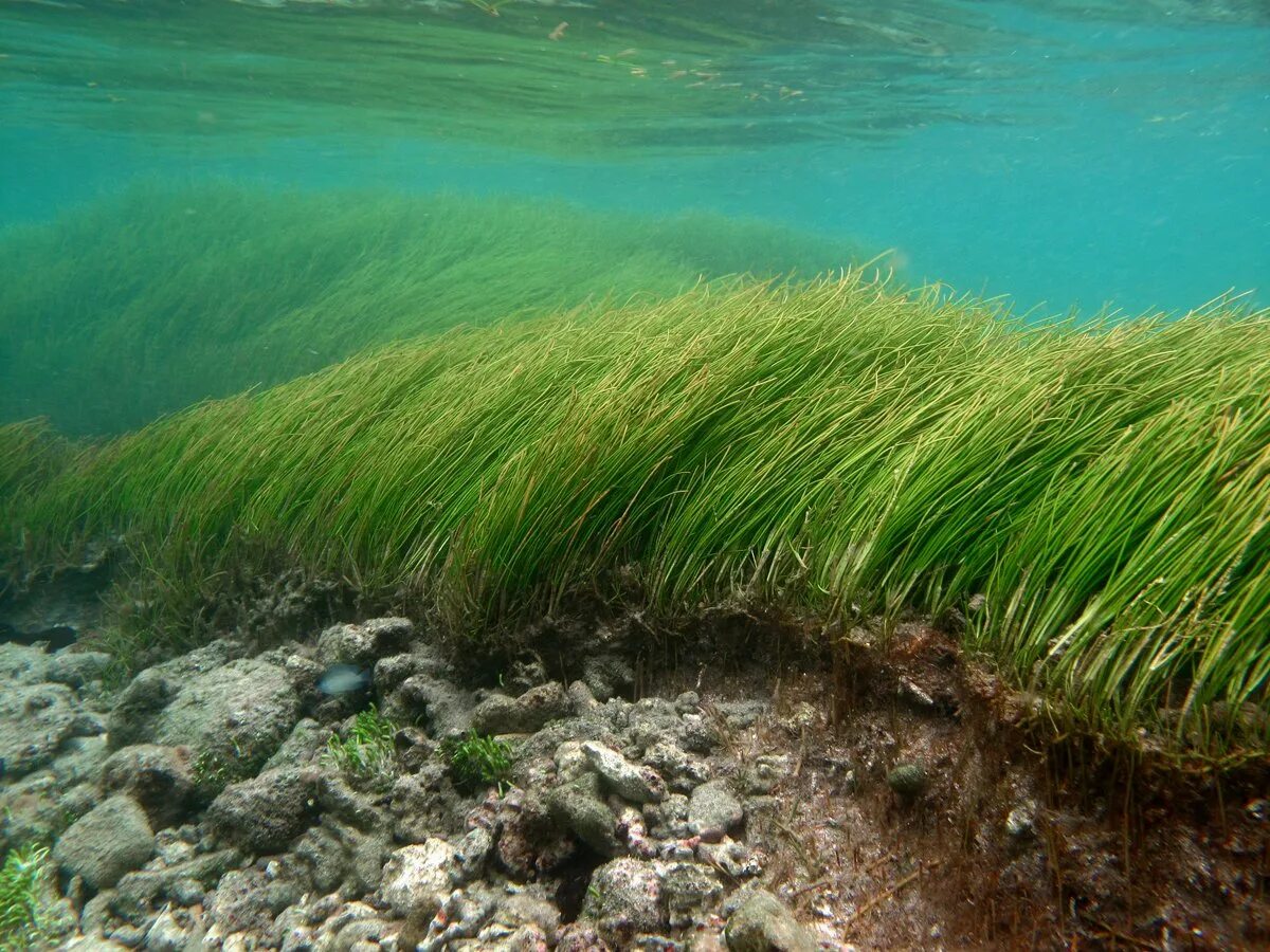 Водоросли дона. Посейдония водоросли. Микроводоросли Пресноводные. Зостера морская. Саргассово море водоросли.