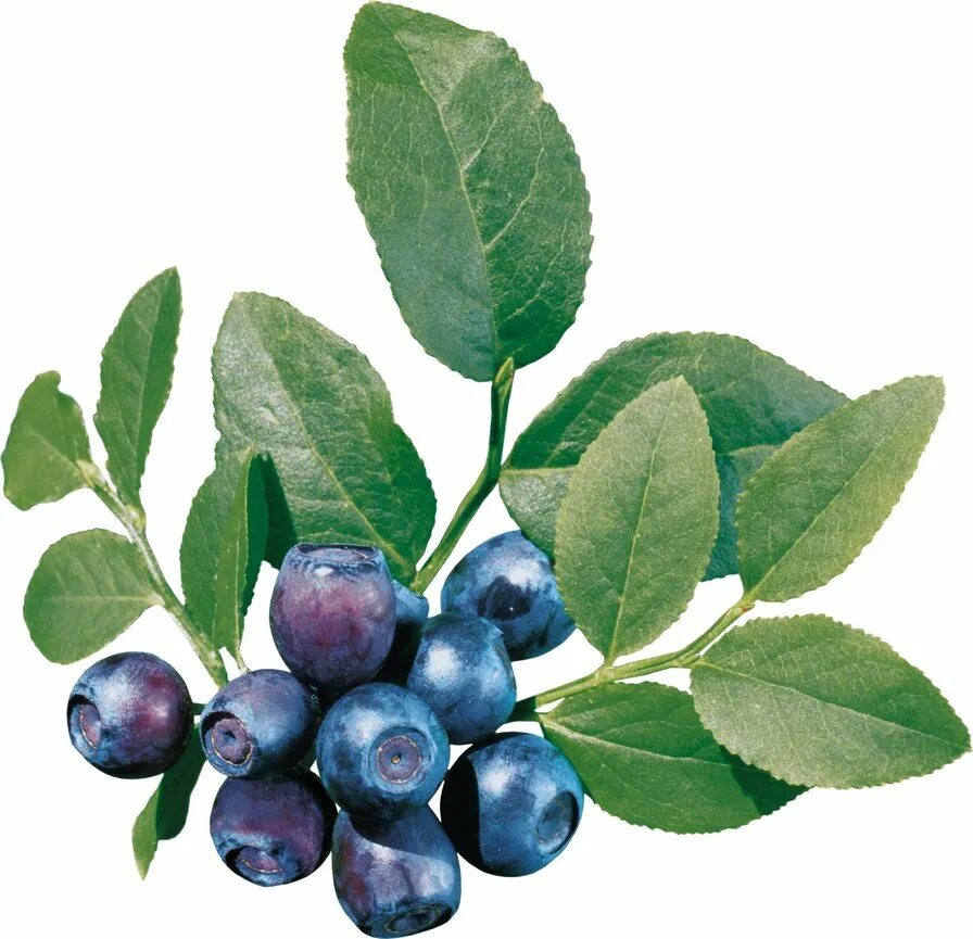 Черника на прозрачном фоне. Ветка голубики. Голубика 1 ягода. Черника blueberry. Черника на прозрачном фоне.
