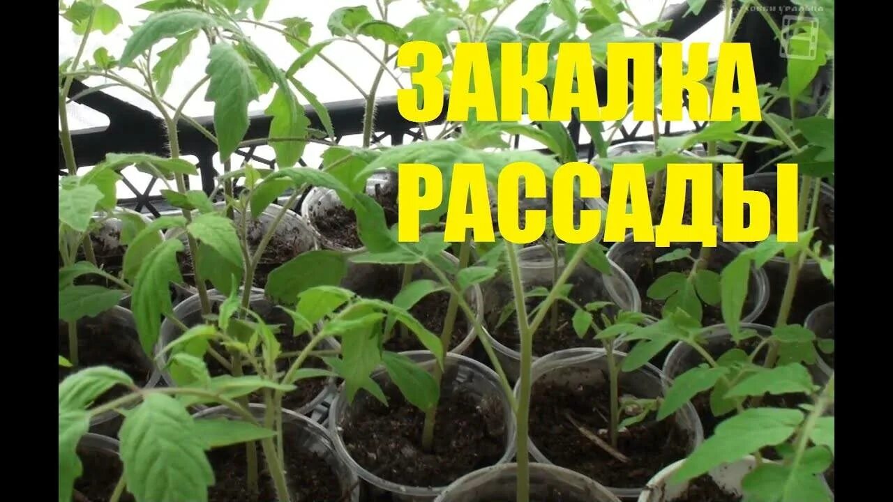 Закаливание помидор при какой температуре. Закалка рассады перца. закаливание рассады. болезни помидорной рассады. средство от болезни рассады помидор.