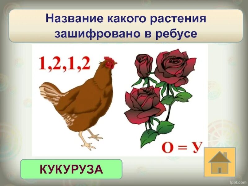 Что зашифровано в этом ребусе название цветка