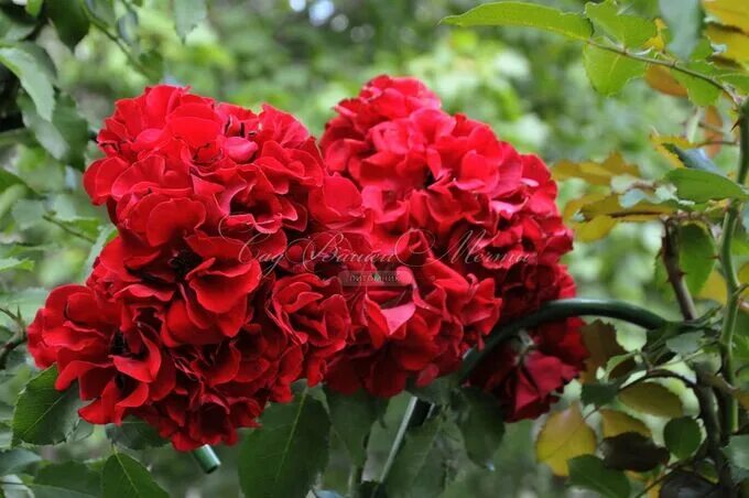 Роза Ротер Корсар (Rosa Roter Korsar) купить в спб лисий нос Беговая Приморский 