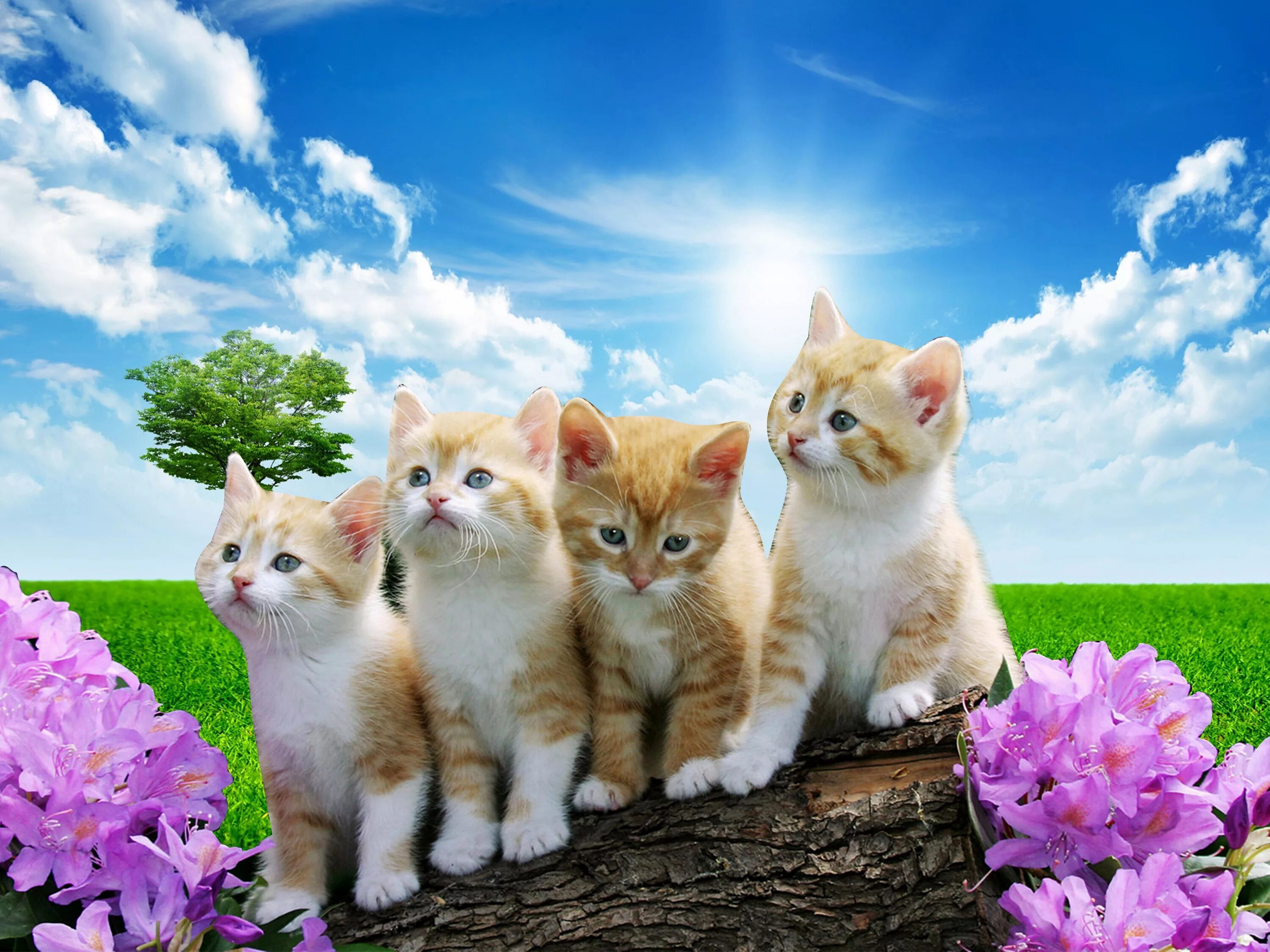 Картинка четверо. Четыре котенка. Природа и животные. Четверо котят. Котята на рабочий стол.