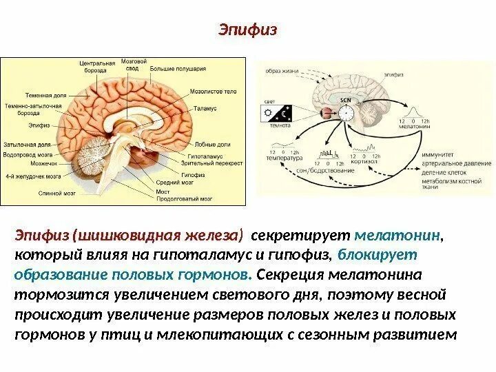 Гормоны вырабатываемые мозгом