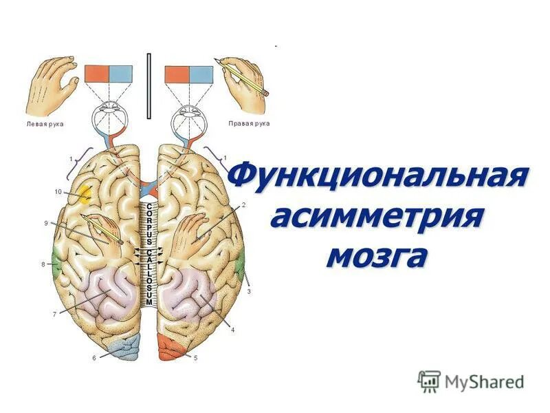 Функциональные состояния головного мозга. Асимметрия полушарий головного мозга. Функциональная асимметрия мозга. Функциональная асимметрия полушарий мозга. Функциональная межполушарная асимметрия головного мозга это.