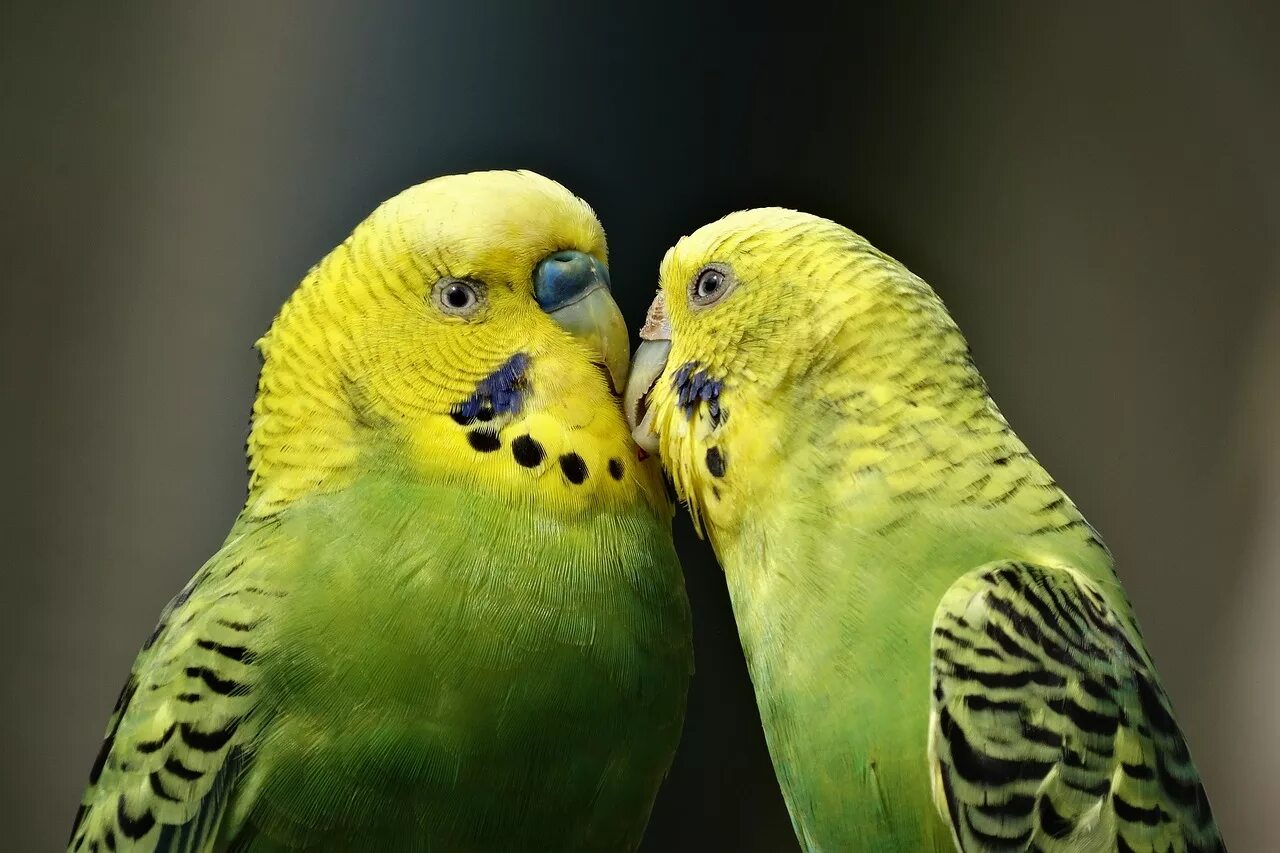 Всем известно что бывают говорящие попугаи. Попугаи волнистые попугайчики. Попугай зеленый волнистик. Неразлучники попугаи. Канареечный волнистый попугай.