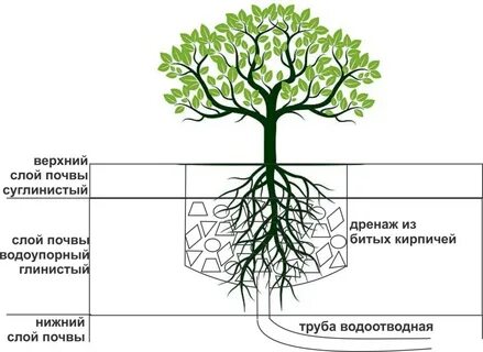 Глубина дерева