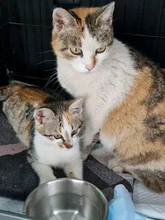 Включи следующий кота