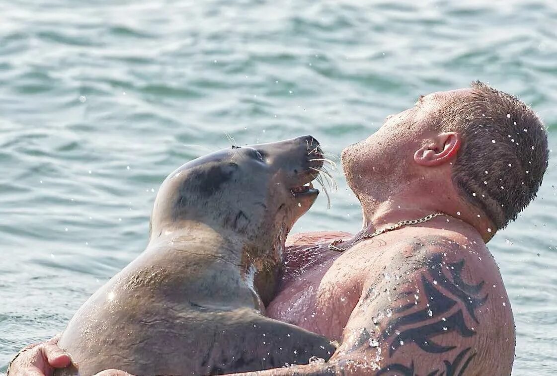 The little seal is laughing at us. Тюлень на пляже прикол. Человек целует морского котика. Тюлень целует человека. Морские котики Великобритании.