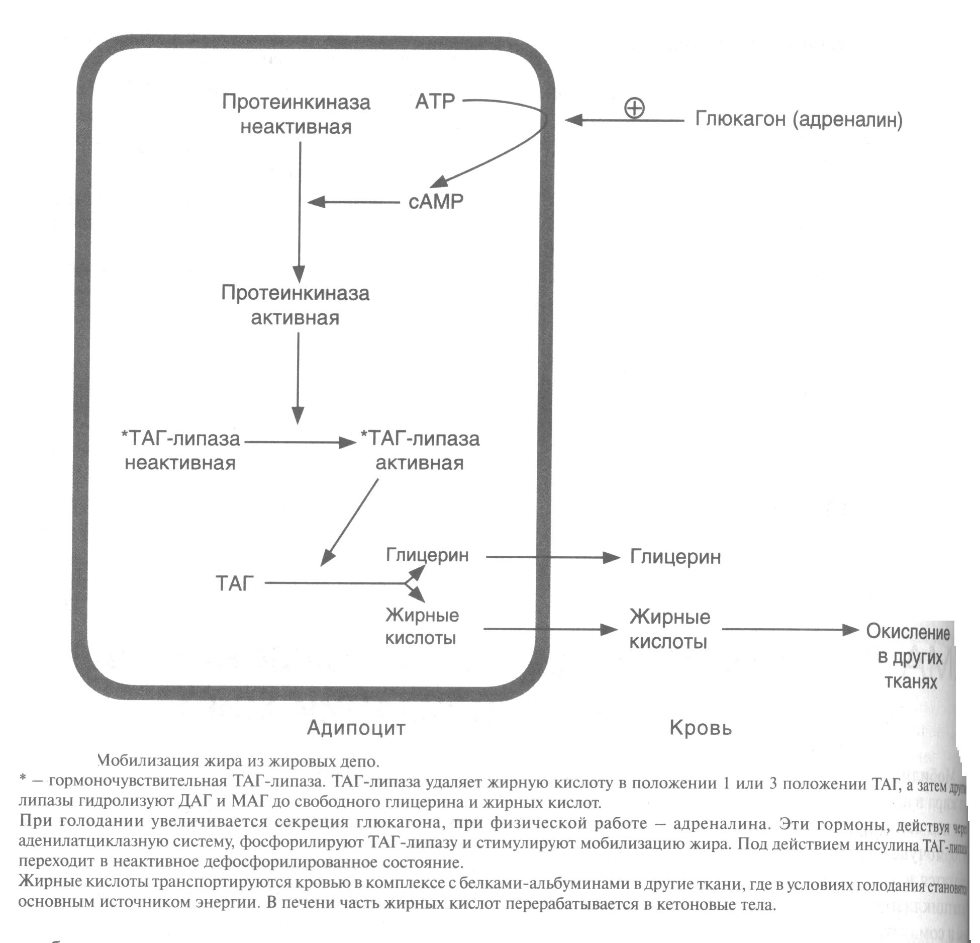 Схема липолиза в жировой ткани. Гормональная регуляция мобилизации жиров. Мобилизация жира. Гормональная регуляция мобилизации жира.. Мобилизация жиров схема.