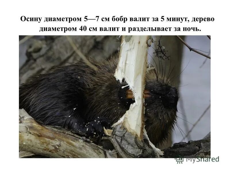 дерево подточенное бобром. бобры осины валят. бобр повалил огромное дерево. бобры осины валят. бобры едят кору деревьев.