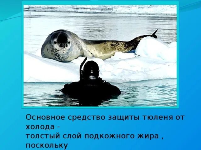 Каких животных спасают от холода запасы. Плакат в защиту тюленей. толстый слой жира тюленя. животные спасают от холода запасы жира. какие животные спасаются от холода жиром.