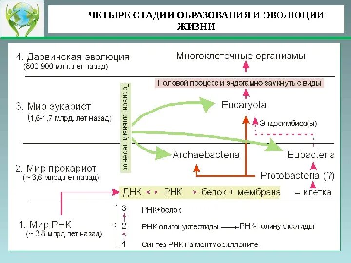 Схема этапов развития жизни. Этапы эволюции возникновения жизни на земле. Этапы возникновения жизни таблица. Начальные этапы развития жизни схема.