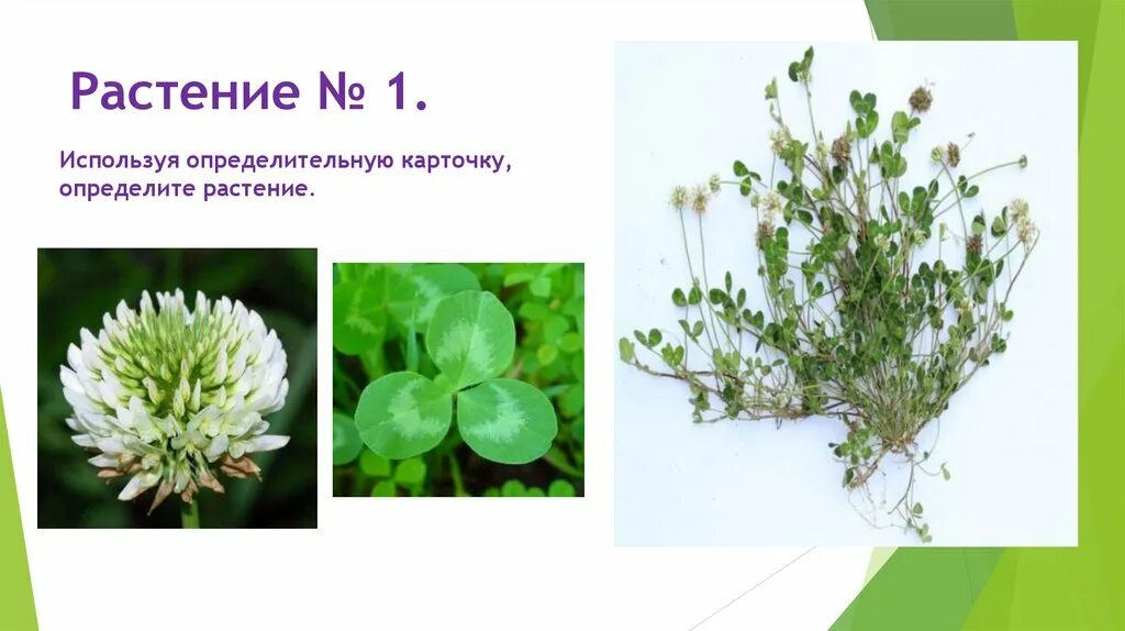 Как по растениям определить стороны света. Элементы минерального питания растений. Растения как выявить. Растения как выявить. Как распознать растение.