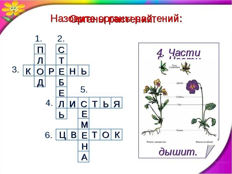 Солнце растения и мы 3 класс. Растения и мы с вами 3 класс. солнце растения и мы с вами кроссворд. окружающий мир 3 класс кроссворд солнце, растения, и мы с вами. окружающий мир 3 класс кроссворд на тему солнце растения и мы с вами.