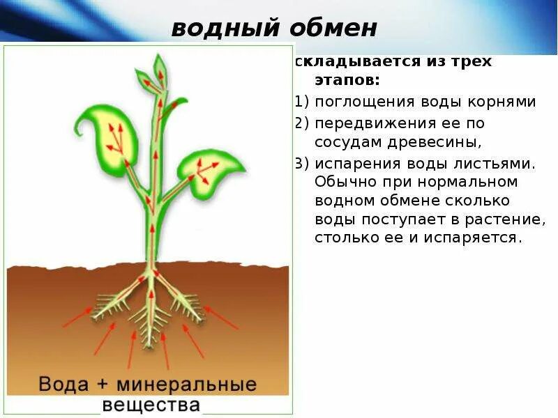 Передвижение веществ по стеблю 6 класс. Передвижение воды в растении. Вода поступает в растение. Поглощение воды растением. Движение воды по растению.