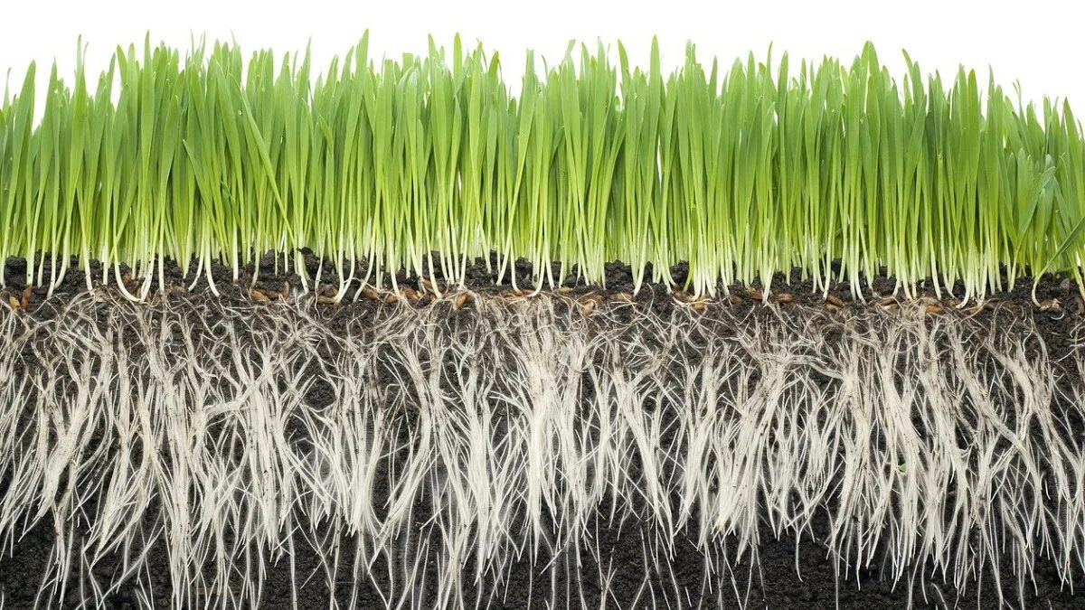 Почва. Тема почва. Растения в почве. Теория расширения земли. Расширение земли.